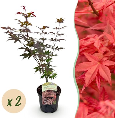 Green boutiQ - Terrasplant - Japanse Esdoorn - Acer palmatum Atropurpureum - Paars - 2 Planten - Bladverliezend - Pot 19cm Hoogte 70cm