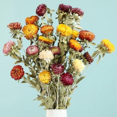 Natuurlijk boeket droogbloemen, 20 stuks gedroogde madeliefjes met stelen, arrangementen voor bruiloften, landhuis-tafelvaas-decoratie, thuis- en kantoorfeestdecoratie, meerkleurig