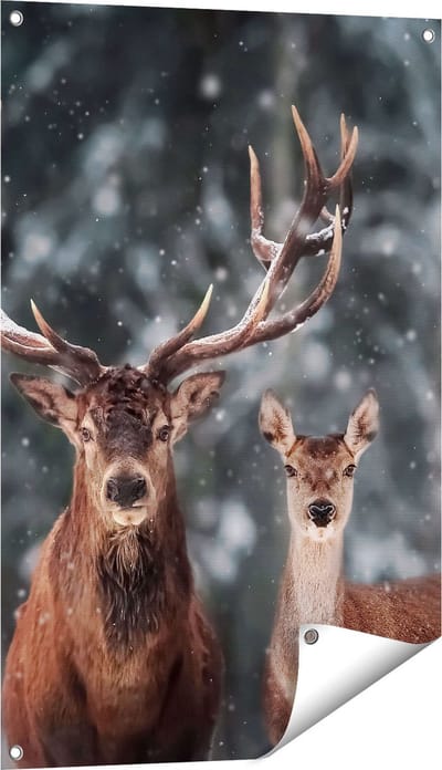 Gards Tuinposter Twee Herten met Sneeuw - 60x90 cm - Tuindoek - Tuindecoratie - Wanddecoratie buiten - Tuinschilderij