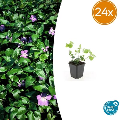 Trendyplants - Vinca major - 24 stuks - Grote Maagdenpalm - Winterhard - Hoogte 10-30 cm - Potmaat Ø9cm