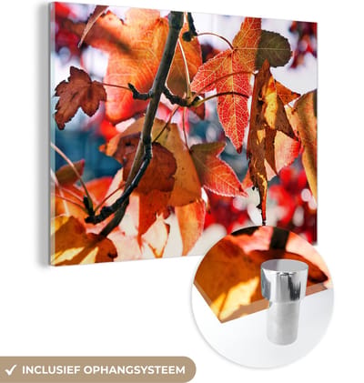MuchoWow® Glasschilderij 40x30 cm - Schilderij acrylglas - Esdoorn - Bladeren - Landelijk - Herfst - Foto op glas - Schilderijen