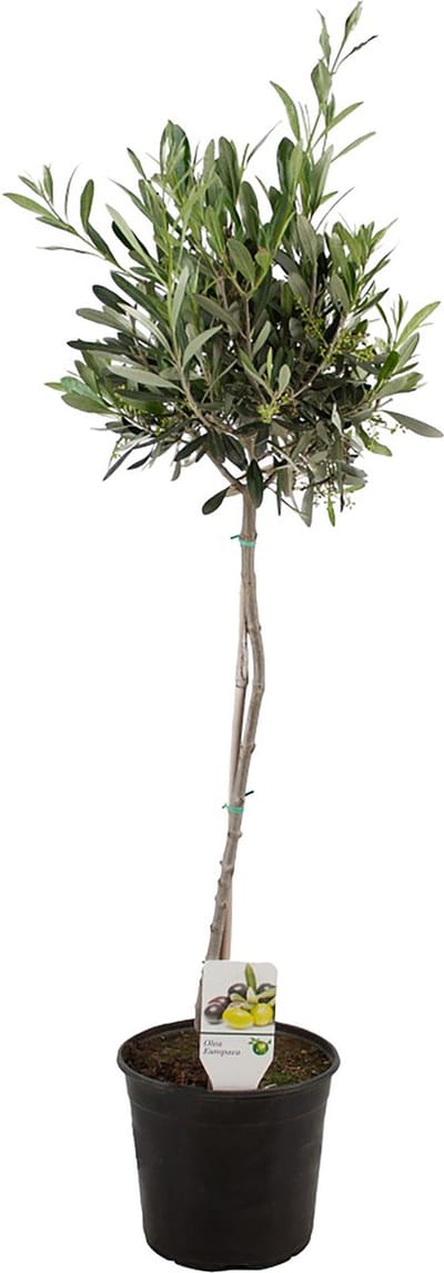 ZynesFlora - Olea Europea - Olijfboom - Ø 21 cm - Hoogte: 80-90 cm - Buitenplant - Tuinplant - Winterhard