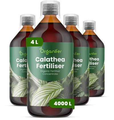 Vloeibare Meststof Voor Calathea 4X1 L Voor 4000 L - Npk 2-1-8 - Krachtige Groei - Patroonhelderheid - Bladlevendigheid - Sterk Wortelstelsel -Compacte Groei - Bladontplooiing - Plantsymmetrie - Gezonde Scheutvorming - Organifer