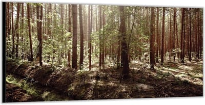 KuijsFotoprint - Schilderij - Bos Met Schaduw/zon - Groen En Bruin - 100 X 200 Cm