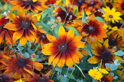 Rudbechia Hirta Autumn Colours
