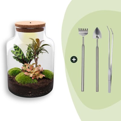 Terrarium - Milky - ↑ 31 cm - Ecosysteem plant - Kamerplanten - DIY planten terrarium - Mini ecosysteem