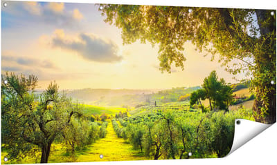 Gards Tuinposter Olijvenbomen - Olijvengaard - 140x70 cm - Tuindoek - Tuindecoratie - Wanddecoratie buiten - Tuinschilderij