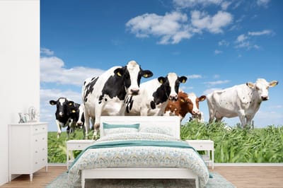 Behang - Fotobehang Koeien - Platteland - Weiland - Natuur - Dieren - Breedte 360 cm x hoogte 240 cm