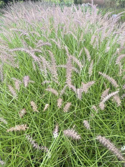 6x Lampepoetsergras, Borstelveergras - Pennisetum orientale 'Flamingo' | 9x9 cm pot