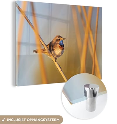 MuchoWow® Glasschilderij 40x30 cm - Schilderij acrylglas - Vogels - Blauwborst - Riet - Foto op glas - Schilderijen