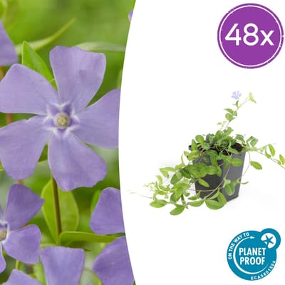 Trendyplants - Vinca minor 'La Grave' - 48 stuks - Maagdenpalm - Winterhard - Hoogte 10-30 cm - Potmaat Ø9cm