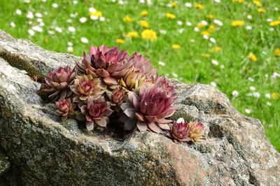 Huismossel (Sempervivum) - mix – Huislook gemengd - (Ook)-Voor in huis - Bodembedekkers - Groenblijvend - bloeit in Mei / Juni / Juli