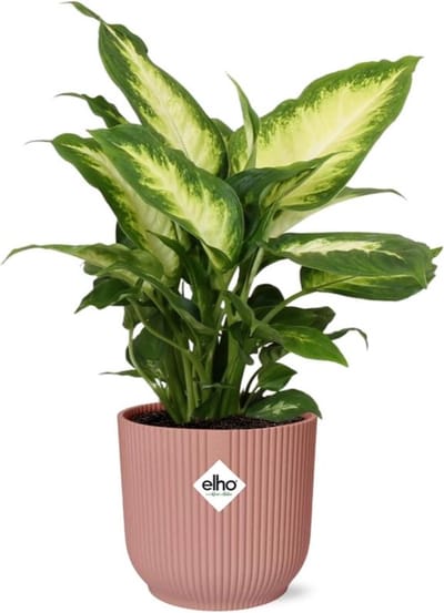 Plantenboetiek.nl | Dieffenbachia ‘Camilla’ in ELHO Vibes Fold roze - Ø14cm - 25-35cm hoog - Kamerplant - Groenblijvend