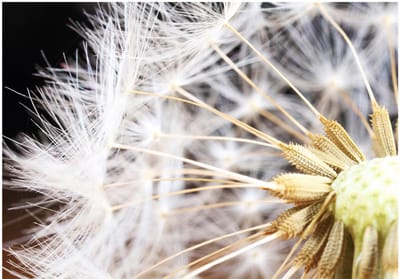Fotobehangkoning - Behang - Vliesbehang - Fotobehang Paardenbloem - Fluffy dandelion - 400 x 280 cm