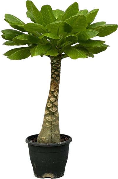 Trendyplants - Brighamia Insignis - Hawaii palm - Kamerplant - Hoogte 20-40 cm - Potmaat Ø12cm