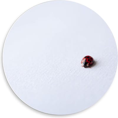 KuijsFotoprint - Schilderij - Lieveheersbeestje Witte Achtergrond - Zwart, Wit En Rood - 50 X 50 Cm