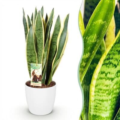 Plantenboetiek.nl | Sansevieria Laurentii - Vrouwentong - Weinig onderhoud - Groen - met Potter Wit - Ø21cm - 70-80cm hoog - Kamerplant - Arrangement - Plant met pot