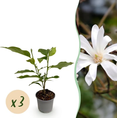 Plantenboetiek.nl | Magnolia stellata - Bloem Wit - 3 Planten - Bladverliezend - Weinig Onderhoud - Ø12cm - 30cm hoog - Tuinplant
