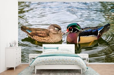 Behang - Fotobehang Eend - Vogels - Water - Veren - Dieren - Breedte 405 cm x hoogte 260 cm