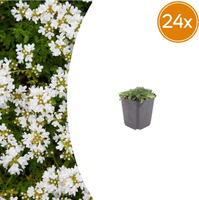 Tuinplantenshop.com | Thymus praecox 'Albiflorus' | 24 stuks - Ø9cm - 10-25cm hoog - Tuinplant