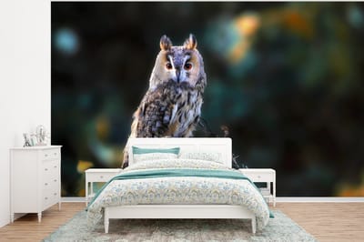 Behang - Fotobehang Uil - Herfst - Vogel - Takken - Breedte 350 cm x hoogte 260 cm