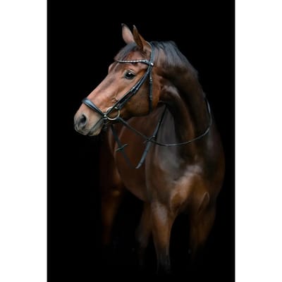 Paardrijhalster met neuskunschijn. HorseGuard Cryll 25.2