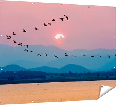Gards Tuinposter Silhouet van Zwerm Vogels bij Zonsondergang - 160x120 cm - Tuindoek - Tuindecoratie - Wanddecoratie buiten - Tuinschilderij