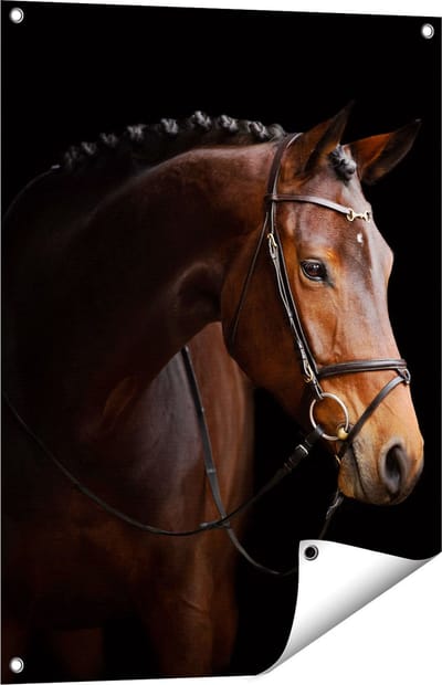 Gards Tuinposter Bruin Paard op een Zwart Achtergrond - 60x80 cm - Tuindoek - Tuindecoratie - Wanddecoratie buiten - Tuinschilderij