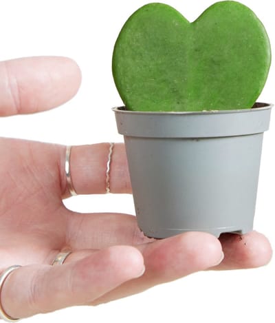 PLNTS - Baby Hoya Kerrii (Wasbloem) - Kamerplant Hartjesplant - Kweekpot 6 cm - Hoogte 10 cm