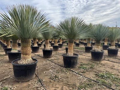Sunny Tree - Yucca Rostrata - Palmboom - Totale hoogte 180 cm - Winterharde palmboom - Palmlelie - Stamhoogte 60 cm
