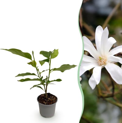 Plantenboetiek.nl | Magnolia stellata - Bloem Wit - Bladverliezend - Weinig Onderhoud - Ø12cm - 30cm hoog - Tuinplant