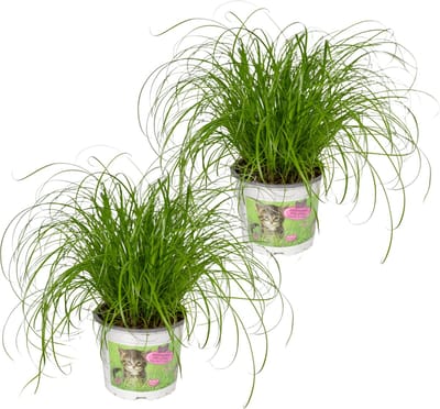 Plantenboetiek.nl | Cyperus Alternifolius - Kattengras - Ø12cm - 20cm hoog - Kamerplant - Groenblijvend