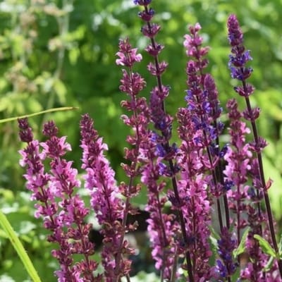 Bosalvia (Salvia Nemorosa) - Bossalie Rose Queen - Bijen-Vlinders - Snijbloemen - Vaste planten - Voorjaarsbollen