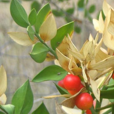 Ruscus Aculeatus - Muizendoorn 20-30 cm pot