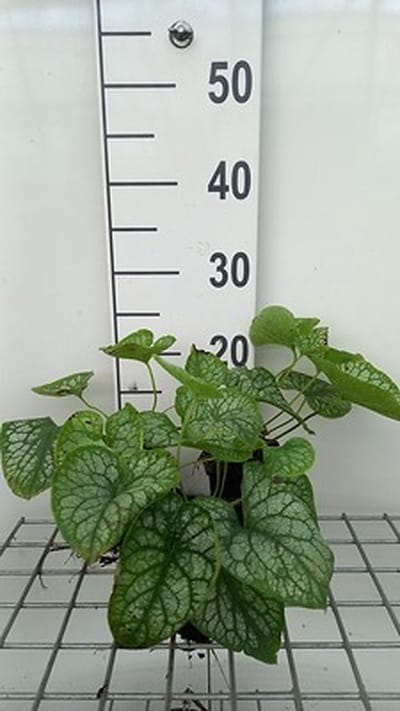 6x Kaukasische vergeet-mij-nietje - Brunnera macr. 'Mr Morse'® | 9x9 cm pot
