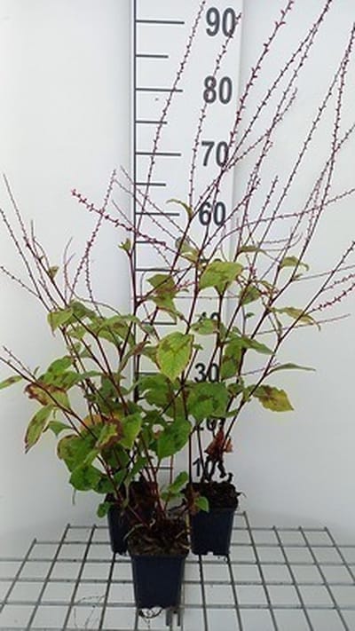 6x Duizenknoop - Persicaria filiformis | 9x9 cm pot
