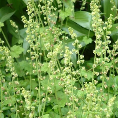 6 x Tellima Grandiflora 'Rubra' - Mijterloof pot 9x9cm