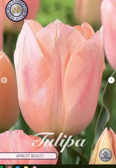 Dutch Finest Quality bloembollen - Tulpen Tulp Triumph Apricot Beauty x7 12/+