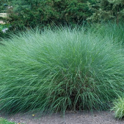 Prachtriet (Miscanthus Sinensis) - Chinees Gracillimus - Vaste planten - Groenblijvend - Zomerbollen - Grassen/kruiden
