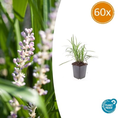 Tuinplantenshop.com | Liriope muscari 'Monroe White' | 60 stuks - Ø9cm - 10-25cm hoog - Tuinplant
