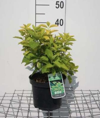 Philadelphus coronarius 'Aureus' - Boerenjasmijn, Welriekende Jasmijn 30 - 40 cm in pot