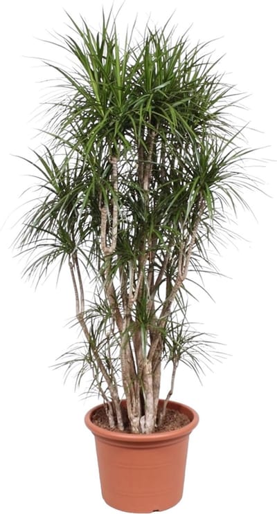 Onderhoudsvriendelijke Dracaena Marginata vertakt, vertakte kamerplant, 210 cm hoog, ø40