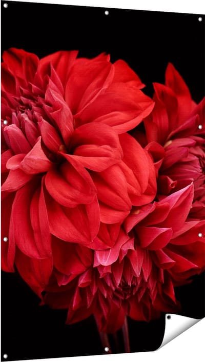 Gards Tuinposter Rode Dahlia Bloemen - 100x150 cm - Tuindoek - Tuindecoratie - Wanddecoratie buiten - Tuinschilderij