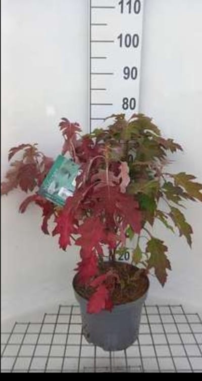 Hydrangea querc. 'Ice Crystal'® - Eikenblad Hortensia 50- 60 cm in pot