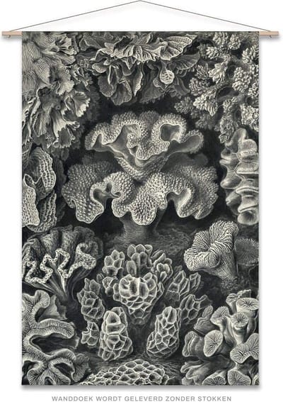 Wanddoek-XL Ernst Haeckel - Koraal (zonder houten stokken)