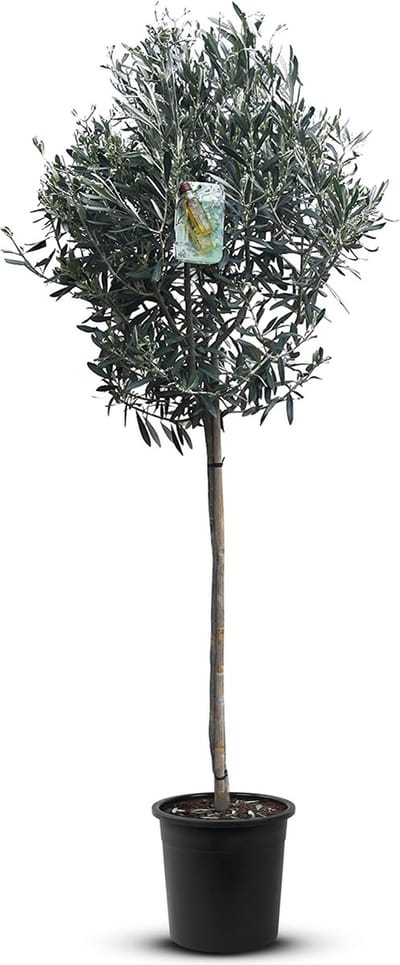 Tropictrees - Olijfboom - Olea Europea - Olijfboom op stam in pot - Winterhard - Groenblijvend - Hoogte 150cm - Olijven - Voeding - Om als potplant voor op het terras of om in de tuin te planten