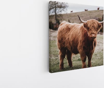 Saammp Canvas Schilderij - Groep Schotse Hooglander Koeien op de hooglanden - Dieren - Natuur - 20x20 - Foto op canvas - Wanddecoratie - muurdecoratie Woonkamer - Slaapkamer decoratie - Canvas Print