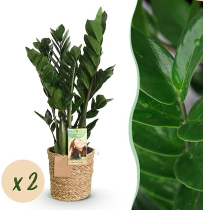 Green BoutiQ - Kamerplanten - Zamioculcas - ZZ-plant - Weinig onderhoud - met mand - Groen - 2 Planten - Pot 17cm - Hoogte 65-75cm