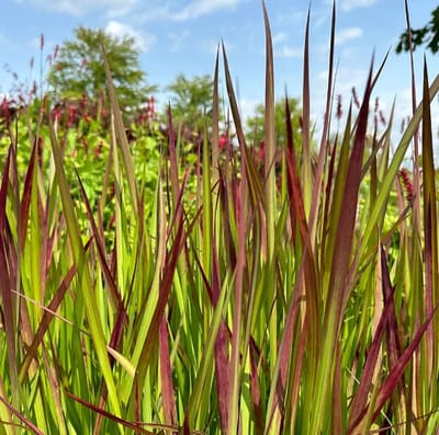 Japans bloedgras (Imperata cylindrica) - Red Baron - Vaste planten - Zomerbollen - Grassen/kruiden - bloeit in Juli / Augustus