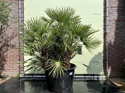 Palmboom - Chamaerops Humilis - Europese Dwergpalm - Winterhard - Pot ⌀ 60 cm - Hoogte  200-220 cm